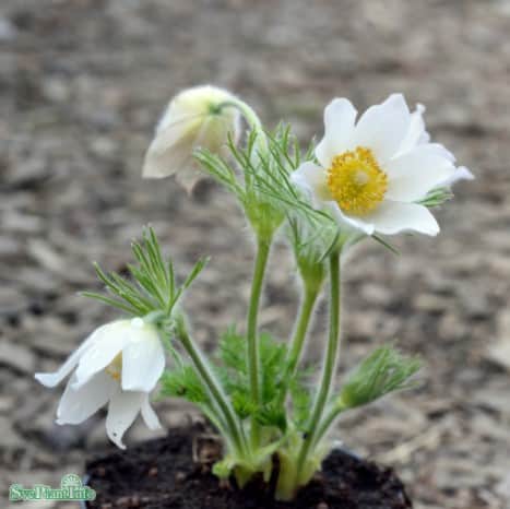 backsippa-alba-11cm-kruka-1