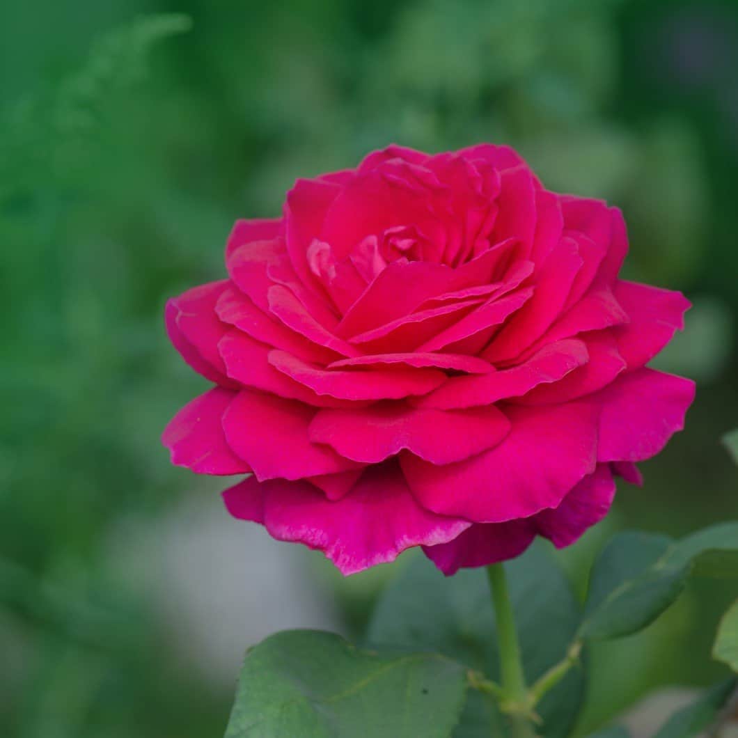 tehybridros-big-purple-10-pack-barrot-3