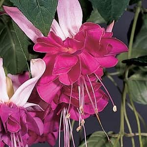 fuchsia-hng-bella-rosella-105cm-kruka-1