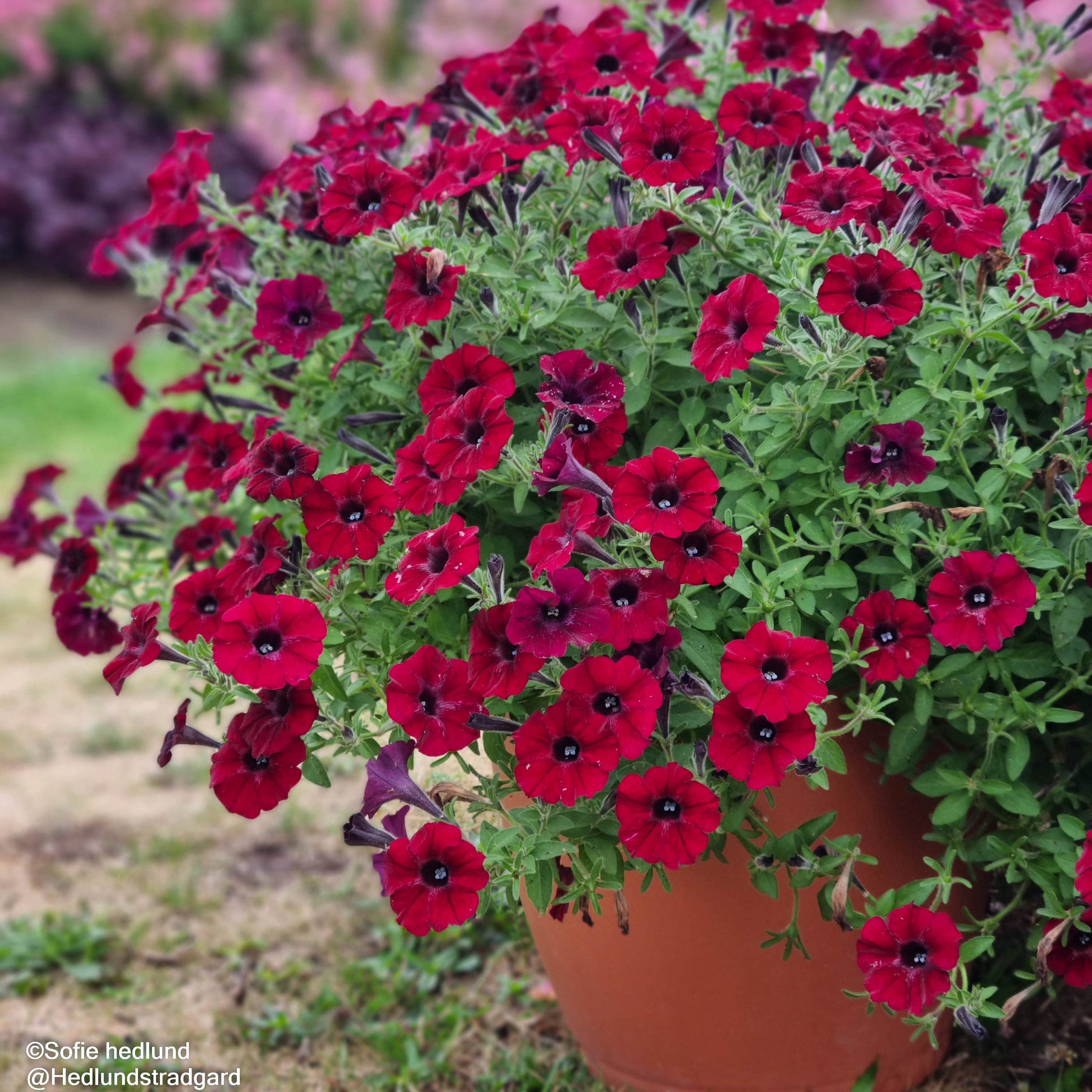 petunia-chocolina-105cm-kruka-1