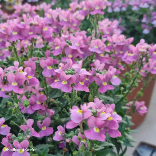 nemesia-nuvo-rose-12cm-kruka-1