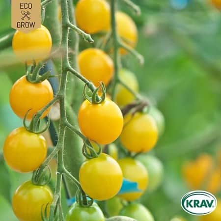 krsbrstomat-goldkrone-krav-mrkt-1