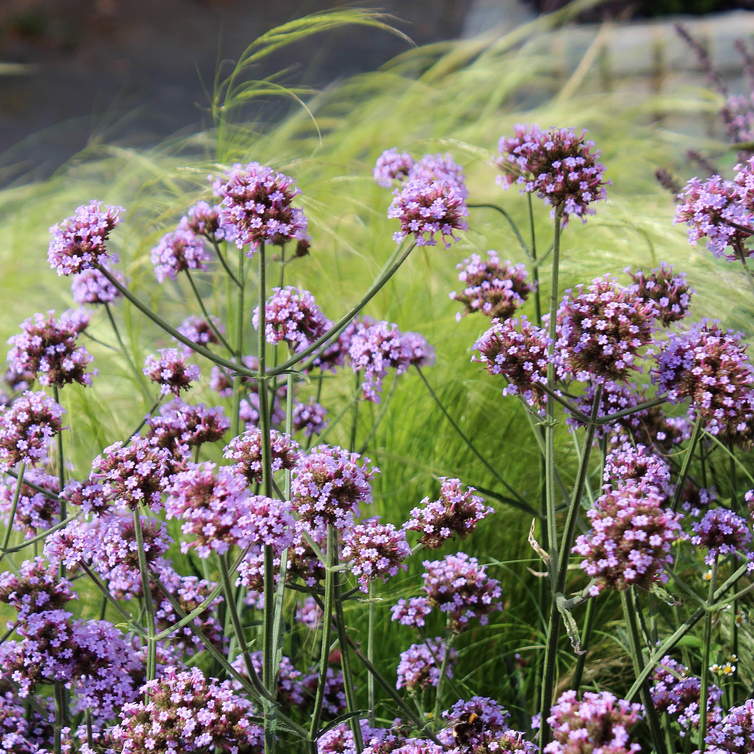 jtteverbena-purple-tower-105cm-kruka-1