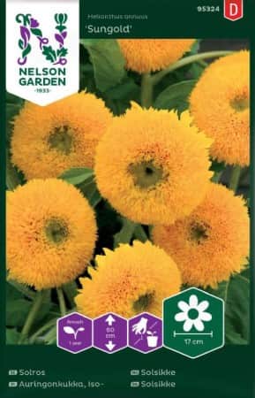 kruksolros-sungold-1