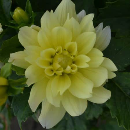 dekorativ-dahlia-berliner-lemon-1st-1