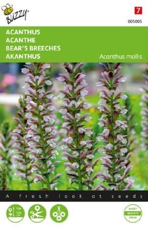 mjukakanthus-bears-breeches-1