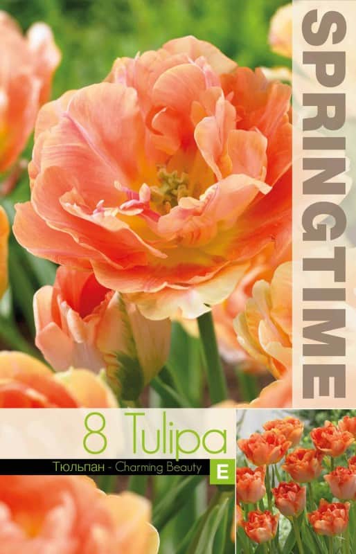 dubbel-sen-tulpan-charming-beauty-8st-1