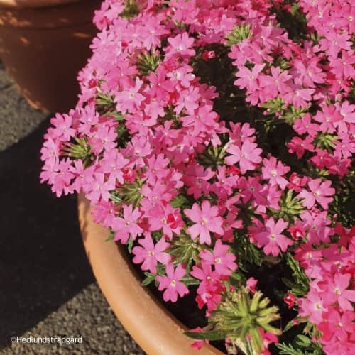 trdgrdsverbena-vera-pink-105cm-kruka-1