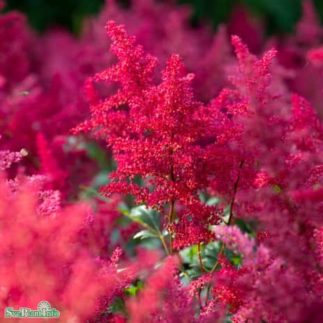 astilbe-vision-in-red-9cm-kruka-1