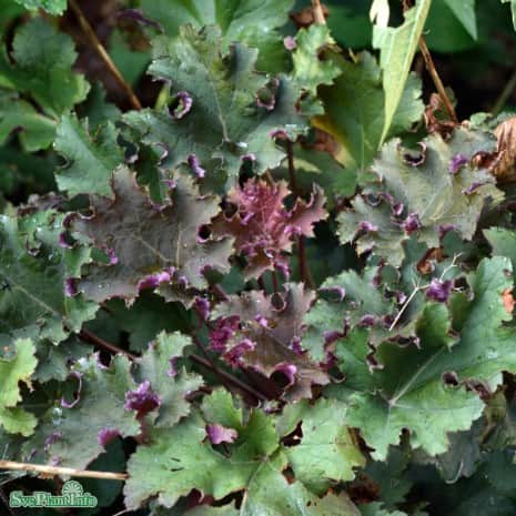 alunrot-purple-petticoats-12cm-kruka-1