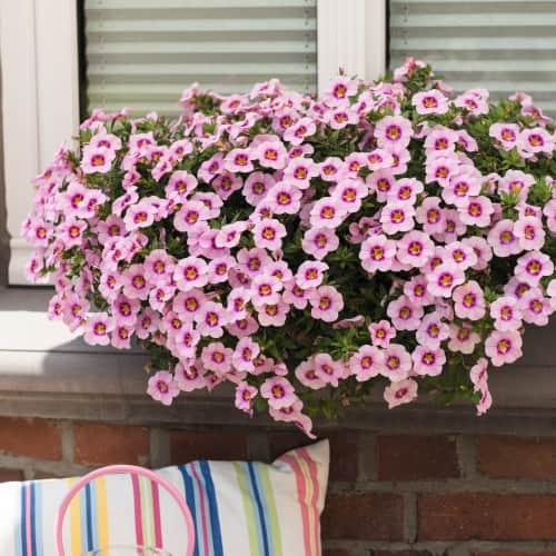 minipetunia-rose-quartz-105cm-kruka-1