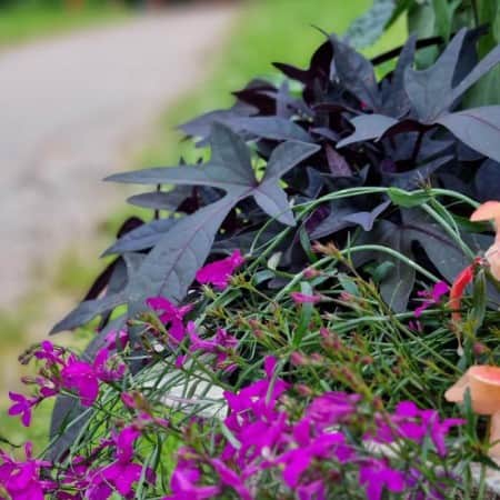 batata-flora-mia-105cm-kruka-1