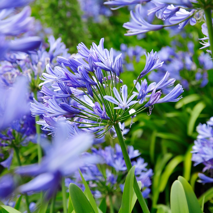 Afrikas blå Lilja 'New Blue' - 3 plantor