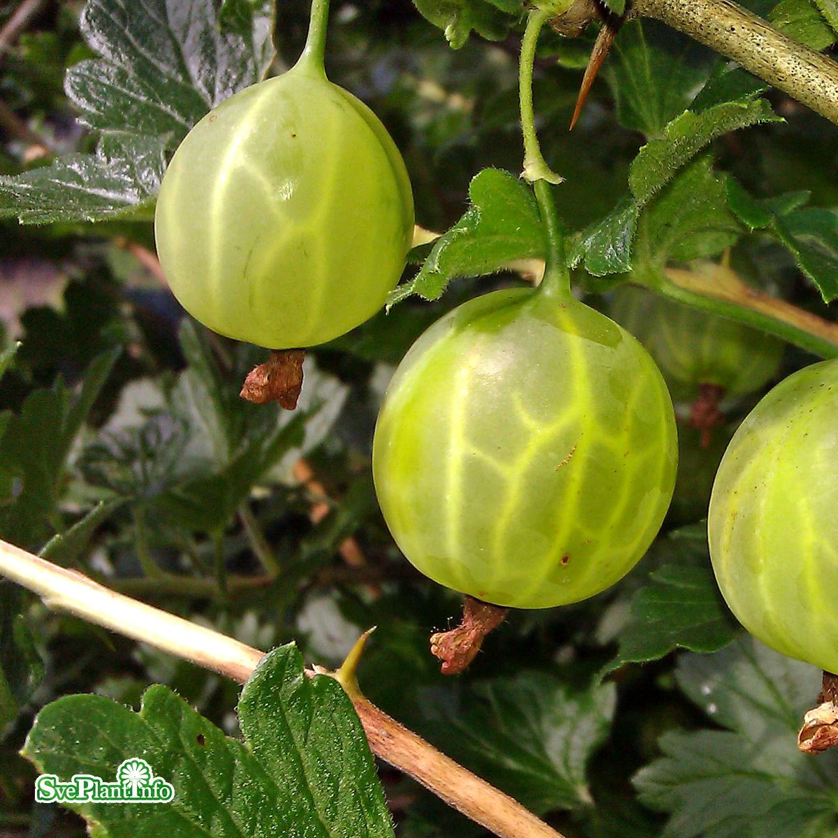 Krusbär 'Jacob' 7cm kruka