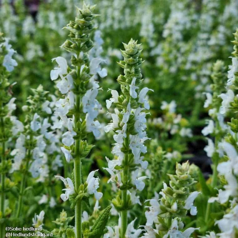 stppsalvia-sensation-white-9cm-kruka-1