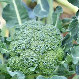 broccoli---3-plantor-1