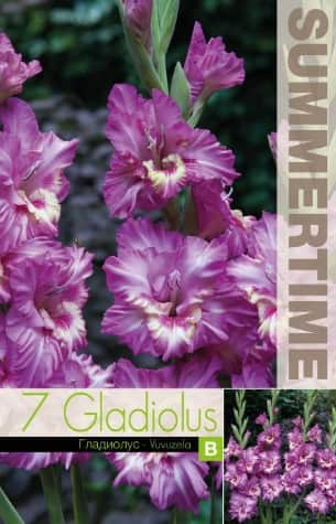 gladiolus-vuvuzela-7st-1