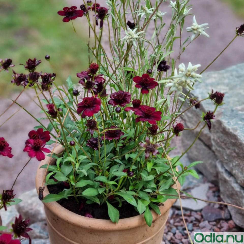 chokladblomma-chocamocha-105cm-kruka-1