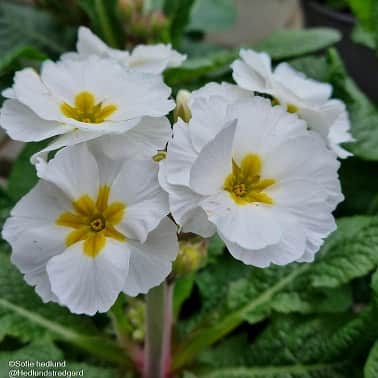 trdgrdsviva-spring-bouquet-weiss-12cm-kruka-1