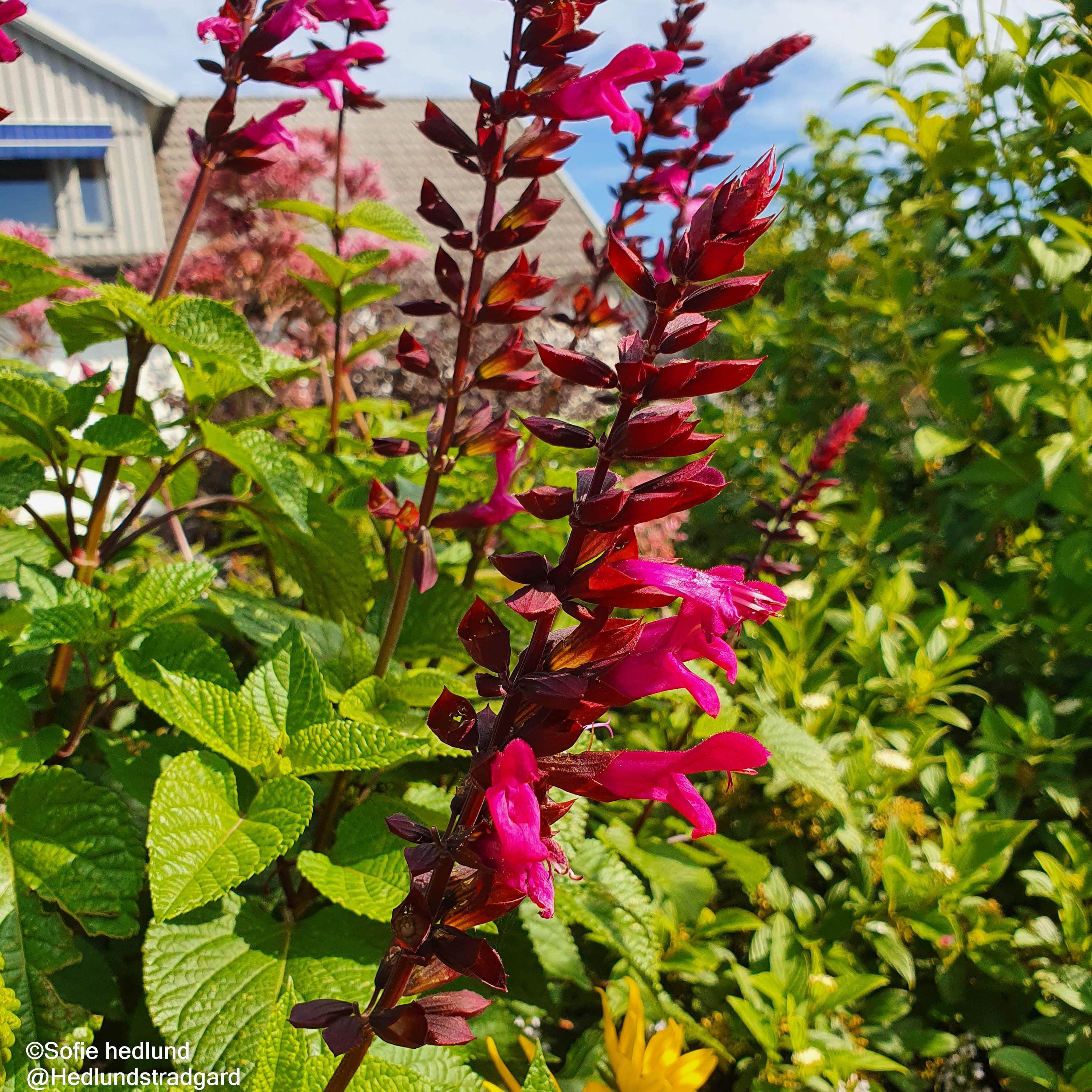 salvia-rockin-fuchsia-105cm-kruka-1