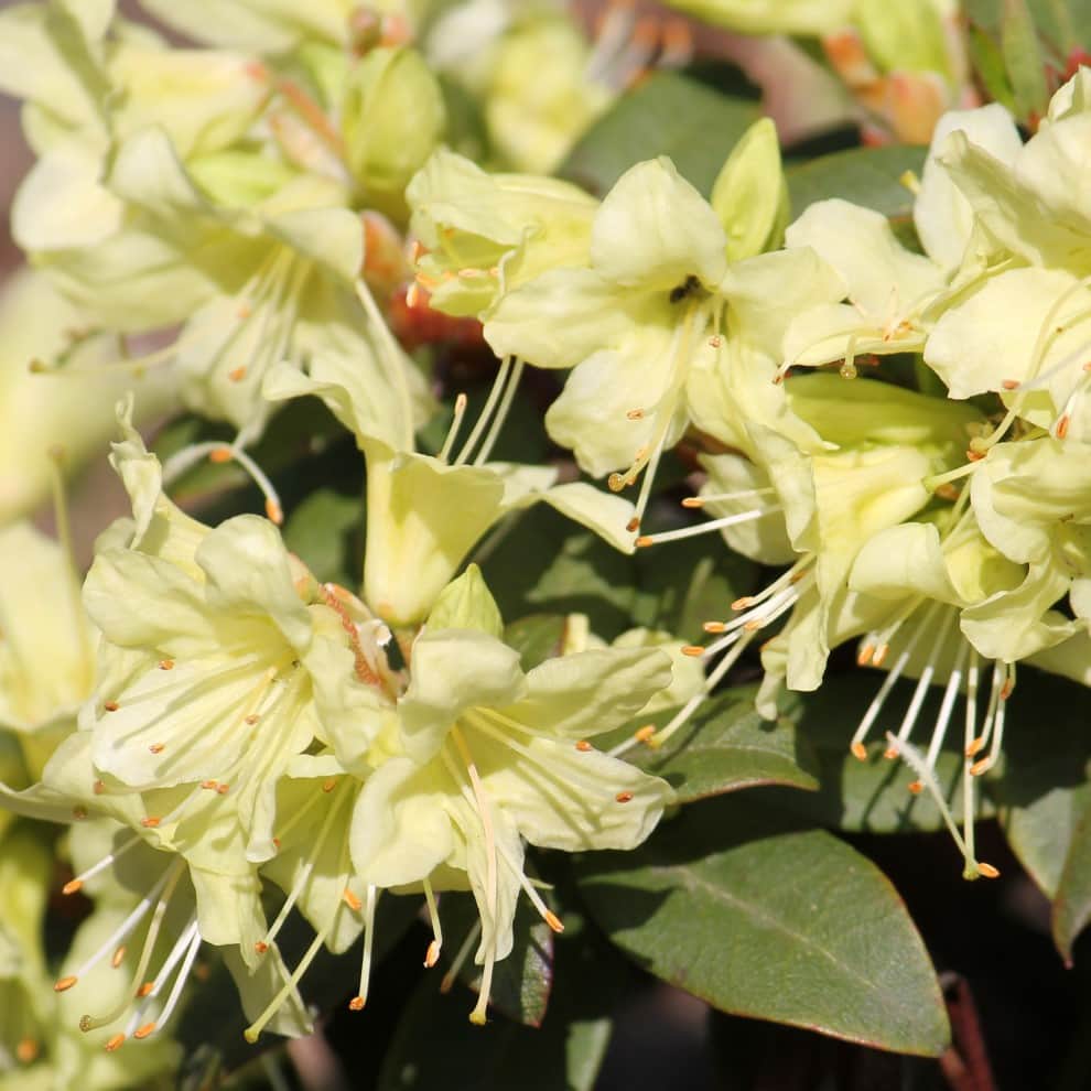 keiskei-alpros-rhododendron-princess-anne-2-3-1