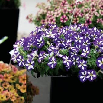 petunia-crazytunia-lucky-lilac---3-plantor-3