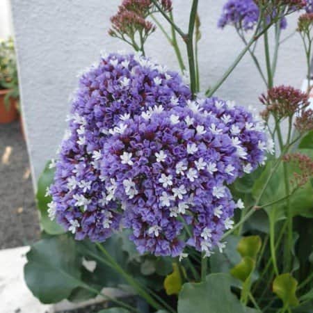 heliotroprisp-purple-parachute-105cm-kruka-1