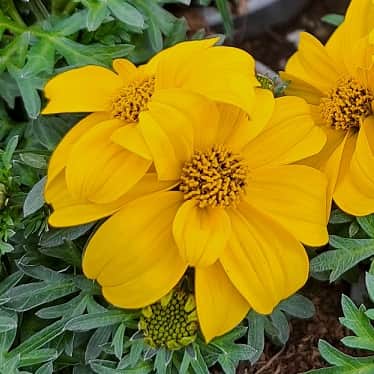 ampelskra-yellow-105cm-kruka-1