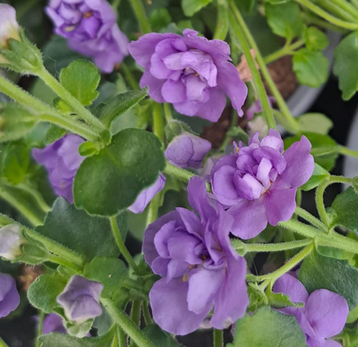 snflinga-double-dark-lilac-12cm-kruka-1