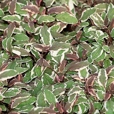 brokbladig-kryddsalvia-tricolor-12cm-kruka-1