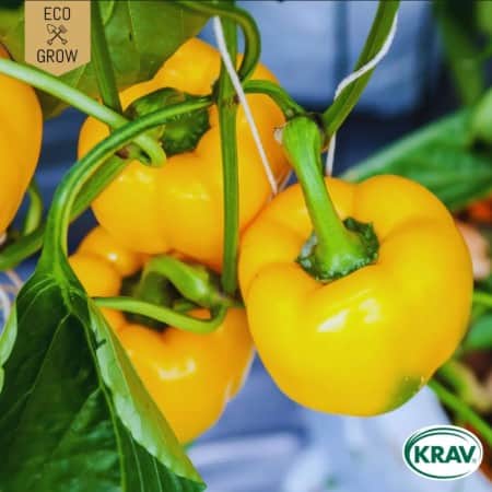 paprika-quadrato-dasti-giallo-krav-mrkt-1