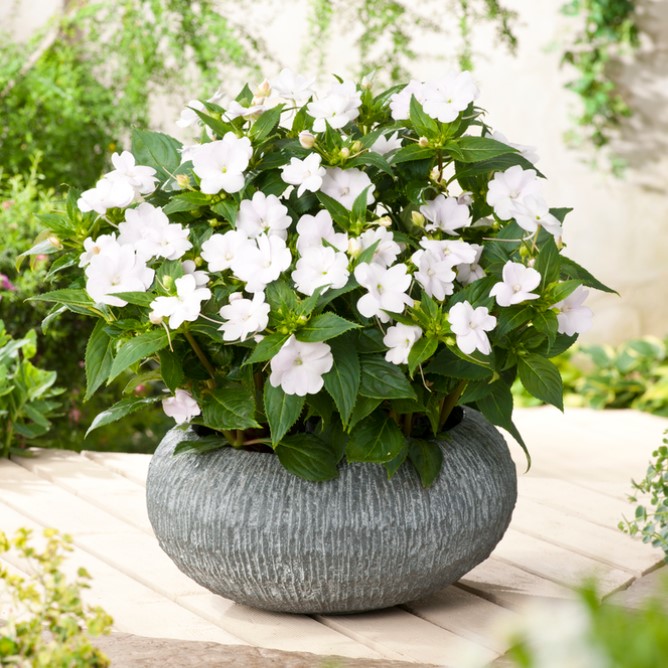 Flitiga Lisa 'Vigorous Clear white' - 3 plantor