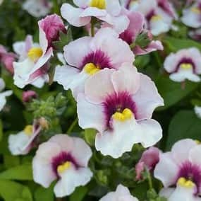 nemesia-elph-white-purple-eye-105-cm-kruka-1