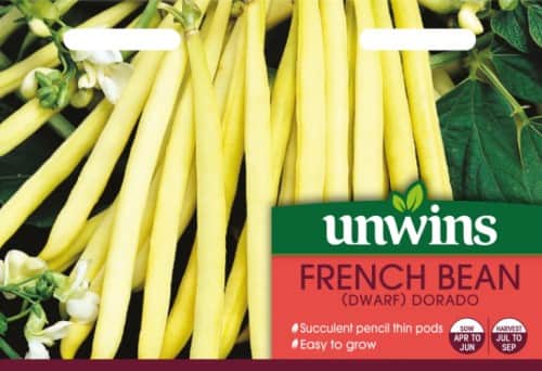 vaxbna-dwarf-dorado-1