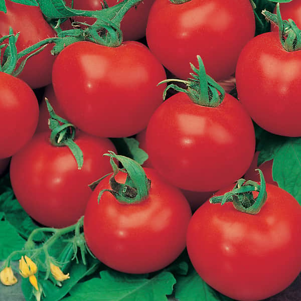 tomat-shirley-f1-3