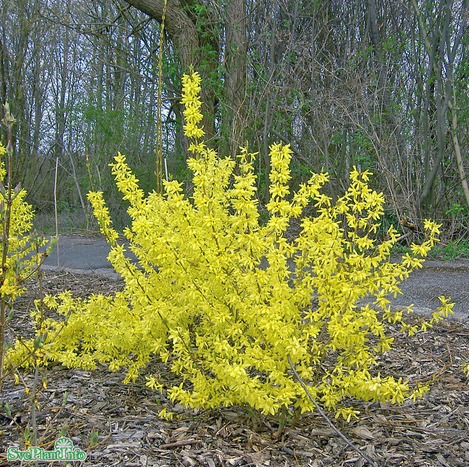 hybrisforsythia-goldrausch-3-35l-kruka-1