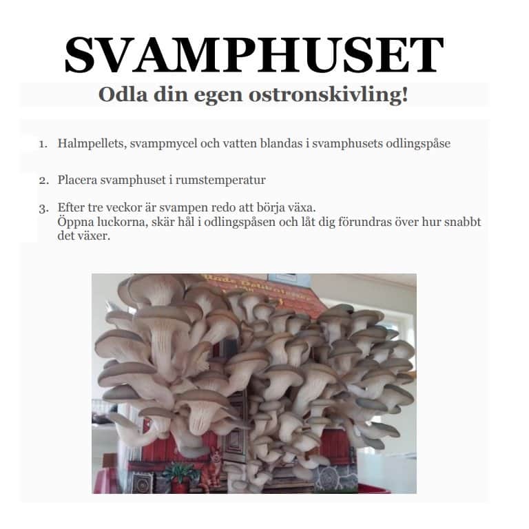 kungsmussling-4