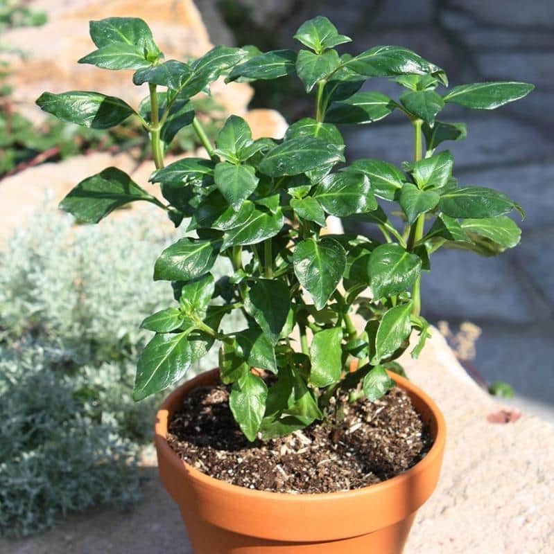 svamprt-champi-105cm-kruka-1