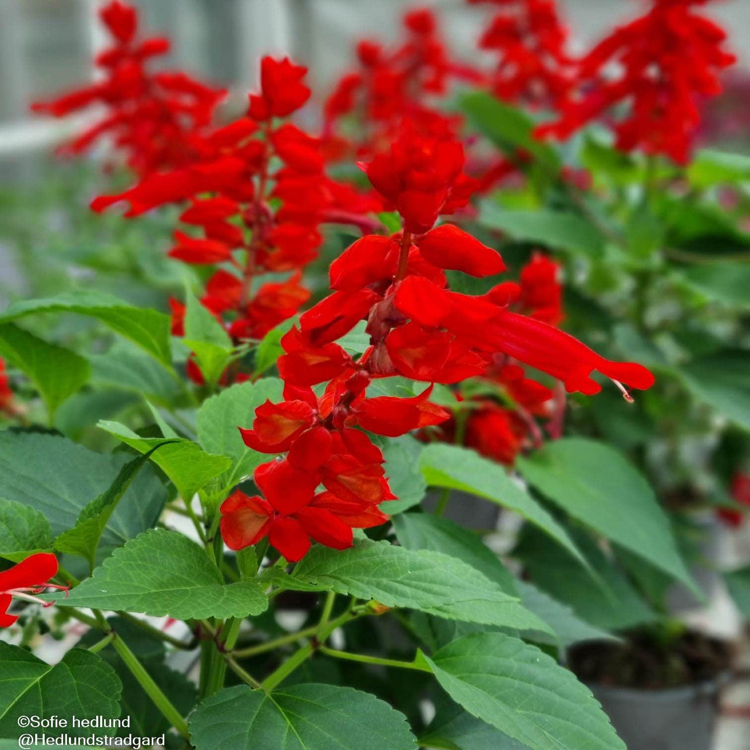 praktsalvia-go-go-scarlet-105cm-kruka-1