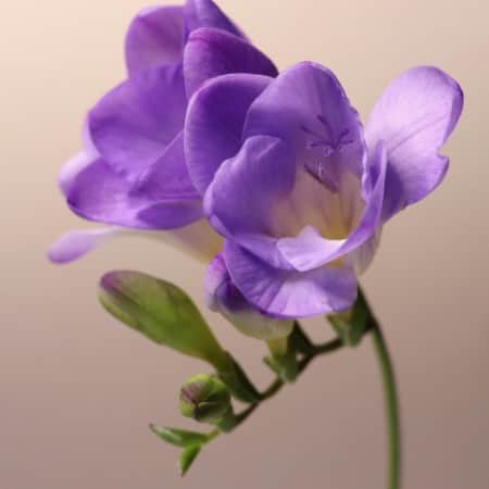 freesia-single-purple-5st-1