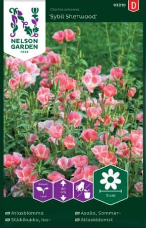 atlasblomma-sybil-sherwood-1