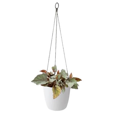 brussels-hanging-basket-18cm-white-1