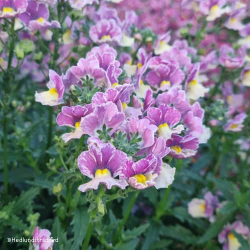 nemesia-banana-swirl-105cm-kruka-1