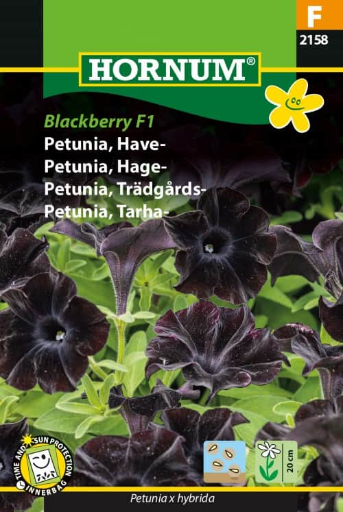 petunia-blackberry-f1-1