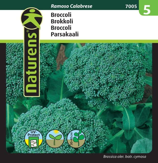 broccoli-ramoso-calabrese-fr-1
