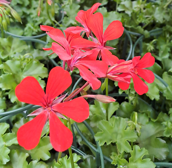 kaskadpelargon-bright-red-12cm-kruka-1