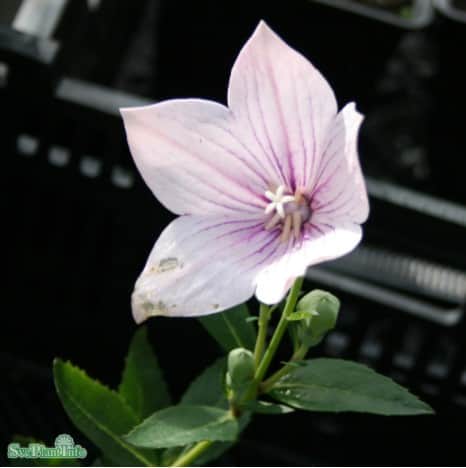praktklocka-fuji-pink-1st-barrotad-1