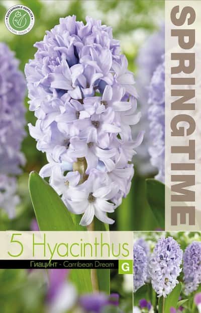 hyacint-carribean-dream-5st-2