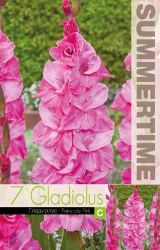 gladiolus-fairytale-pink-7st-1