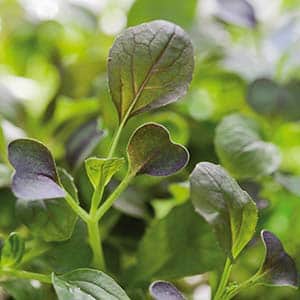 micro-leaf-pak-choi-2